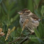 Avatar de Tomás Lara